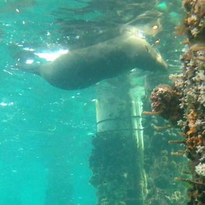 Fur Seal at the Underwater Observatory today! | Busselton Jetty