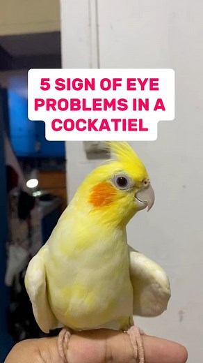 3.8K views · 82 reactions | Cockatiel eye problems #cockatiellover #cockatieltips | Esperedion Rada | Facebook
