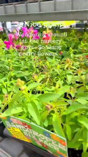 #flowershop#flowerslover#bunnings#seasonalflowers# westernaustralia | Nature in Harmony