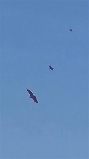Nicholas Crawford on Instagram: "Hooded crows pestering a sea eagle today. Not much scares a hooded crow."