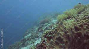 Underwater shooting while scuba diving. Sea fish swimming on coral reef landscape. Swimming fish among beautiful coral on sea bottom. Underwater world and marine life.