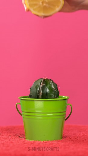 398K views · 790 reactions | Turn Lemons Into Hacks When Life Hands Them to You! | 5-Minute Crafts | Facebook