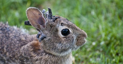 1st case of deadly rabbit virus confirmed in North Carolina