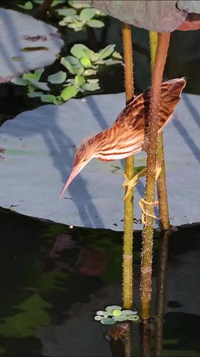 😋😋 Little bittern smol fish eting 😋😋 #little #bitter #bird #pakshi #pakshi #fish #virelvideo #virelpost #virel #bagula #photography | carry on 82