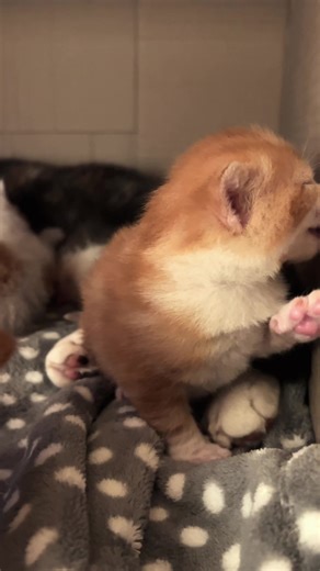 Someone lost his way!! Licking the box … hmmm!! #kittensoftiktok #bshkitten #gingerkitten #cutekitten