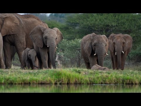 14-year-old female elephant, Limpopo's gentle giant show of motherly love