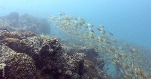 Huge school of mackerel scad fish swimming above rocks as cloud, mid-distance 4k Shoot