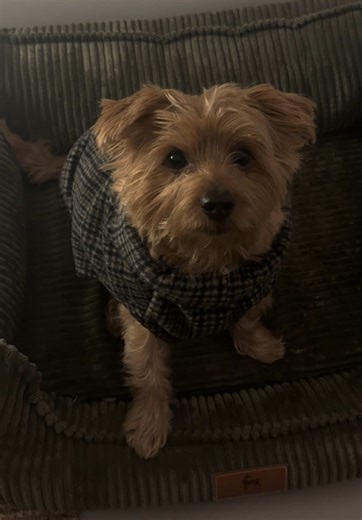 Winter Sweater Ratings for Cute Dogs 🐾❄️