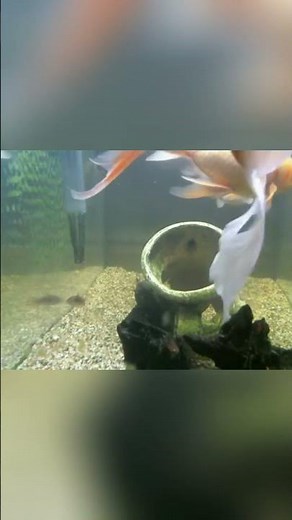 Watch Goldfish Swim_ Peaceful Aquarium Views Live