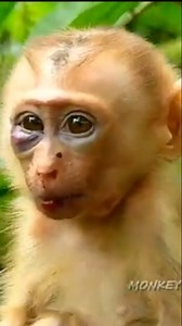 98K views · 1.3K reactions | A Cry for Help: Baby Monkey’s Swollen Eye Unders | Monkey Soo | Facebook