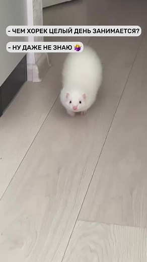 😂 . #хорёк #ferretlove #ferret #хорьки #ferretnation #aesthetic #звери #ferretlovers #хорек #животные #зверь