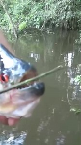 63K views · 172 reactions | Piranha | The Ferocious Predators #Piranha #fish #animalfacts #knowledge #foryou | Nature Lens | Facebook