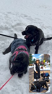 When we run into a fellow Sniff On Pup mid walk! Winni meet Smokey! | Sniff On Walking