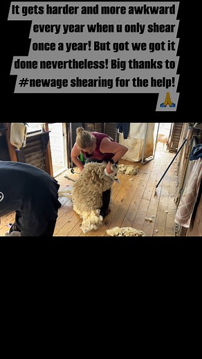 #New age shearing #borderliecester | KT Performance Border Leicester Stud