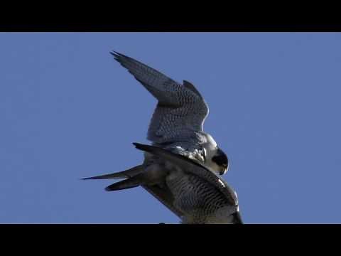 PEREGRINE FALCON Double COPULATION 💗 Bird of Prey Mating - Falco peregrinus