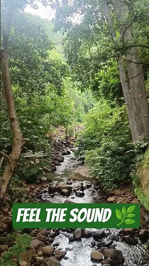 Nature Sounds 🍃🌿🎼#relaxingmusic #calmingsounds