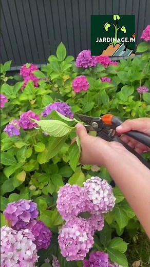 Comment réussir la bouture d'hortensia