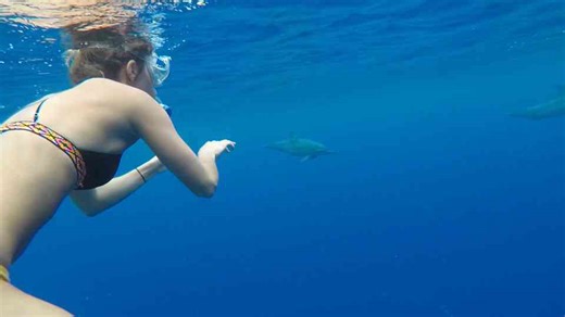 Wild Spinner Dolphin Jumps Out Water Snorkeling at Two Step Big Island Hawaii