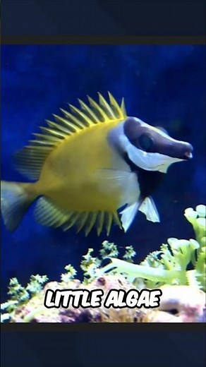 Foxface Rabbit Fish Are Perfect for Your Reef Aquarium!