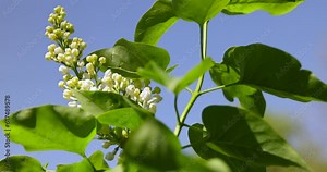 a blooming lilac tree with green foliage in the spring season, lilac foliage and flowers in sunny spring weather Stock Video
