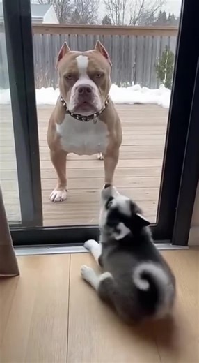 Calm Down Puppy Training Tips for New Pet Owners