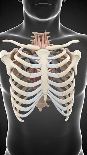 Sternum 3D Anatomy | Manubrium, Body & Xiphoid Process