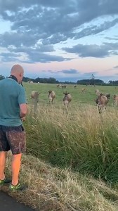 6.5M views · 136K reactions | "My dad is learning to play the sax and the cows love it..."  | VT | Facebook