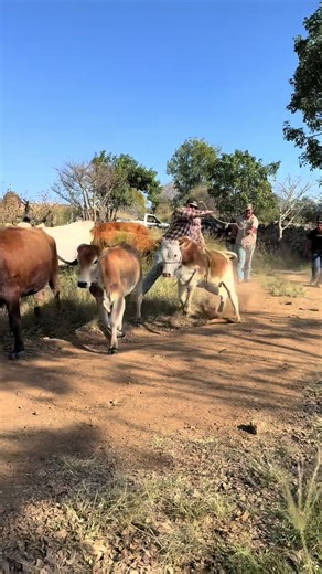 Puro Pinche Rancho Life!!! #mixtlanjalisco #navidad #rancholife #toros #puropincheparty