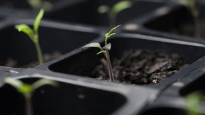 Tomato Seedling Plant Growing Time Lapse Stock Footage Video (100% Royalty-free) 1103014289 | Shutterstock