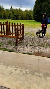 3.9K views · 250 reactions | Venom a soli 3 mesi ci mostra il suo controllo❤️ #americanbully #venom #dog #puppy #doglover #dogoftheday #dogsofinstagram | University Dog | Facebook