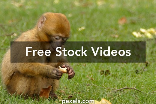 Animals Videos, Download The BEST Free 4k Stock Video Footage & Animals HD Video Clips