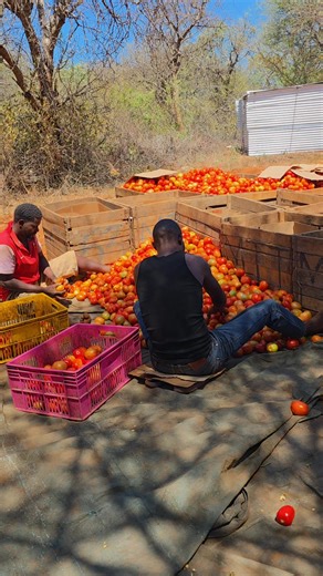 Robert BOB (@robert.bob72)’s videos with original sound - pachamondi_tz