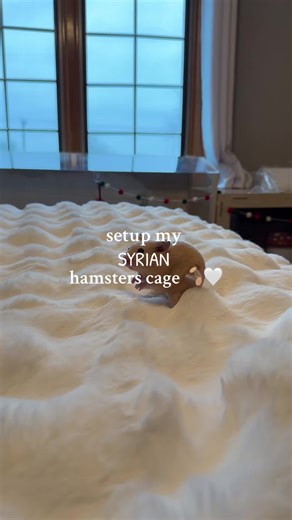 Syrian Hamster Cage Setup Guide