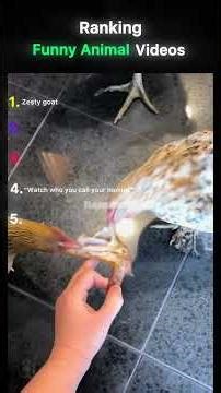 Ranking funny animal videos #funny #funnyanimals #Viral #FunnyShorts #Shorts #ComedyShorts #Trending
