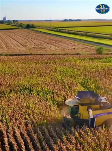Corn Harvesting Techniques with Modern Machinery