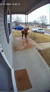 Karma's Messy Delivery: Package Thief's Poop Explosion!