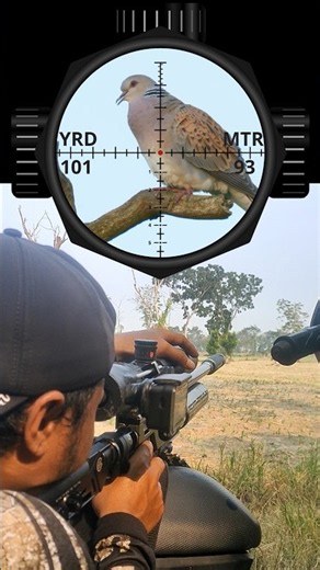 93-meter long-range DOVE HUNTING #hunting #videoshort