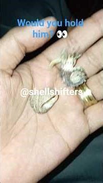 Shell Swap in My Hand… Nature Is Wild 🤯 #crab #shell #shell #hermitcrabs #hermits #beach #beachday