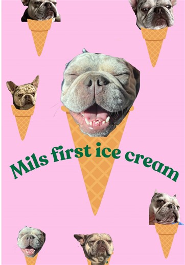 Mils first time trying ice cream 🍦💙#milthefrenchie #icecream #frenchies #sweetreat