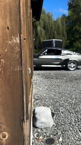 229K views · 14K reactions | Ford Mustang Shelby | Classic Muscle Cars | Facebook