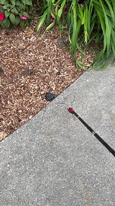 1.4M views · 10K reactions | Time-lapse of "Mutual Support Animals" - chalk, charcoal and accommodating sprinkler head at Lakeshore Art Festival June 25, 2022 | David Zinn | Facebook