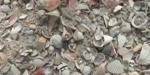 Mexico Beach to host more “Shell Days”