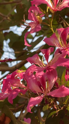 34K views · 4.6K reactions | Bauhinia - कांचन - कचनार♥️ The word...