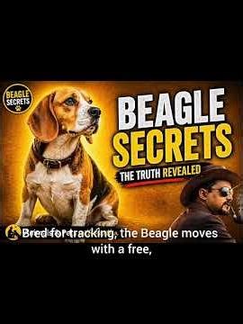 #dogbreed #news The Beagle