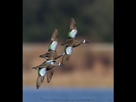 Wood duck and teal identification