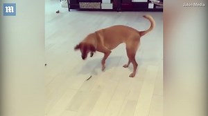 Silly dog struggles to learn how to eat a string bean