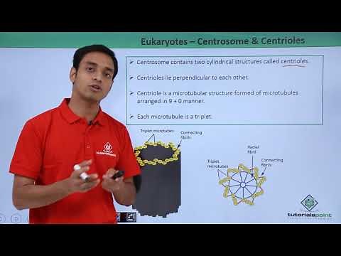 Class 11th - Eukaryotes - Centrosome and Centrioles | Cell: The unit of Life | Tutorials Point