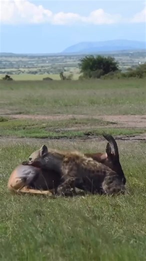 Responsible African Safaris on Instagram: "🌍🦁 Tanzania Safari Made Easy for Senior Travelers Experience Africa at a relaxed pace ✨ Our senior-friendly Tanzania safaris are designed for comfort, safety, and unforgettable wildlife moments. From the Serengeti plains to the Ngorongoro Crater, enjoy game drives with minimal walking, comfortable lodges, and personalized care every step of the way. Perfect for retirees, grandparents, and mature travelers looking for a once-in-a-lifetime adventure 🐘�