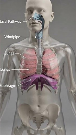 Human Breathing Process Explained | 3D Anatomy Animation of Respiration System