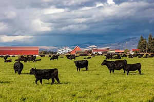 The states that dominate America’s beef production